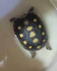 Chelonoidis carbonarius