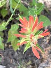 Castilleja auriculata