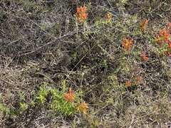 Castilleja auriculata