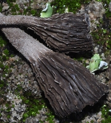 Arrhenia obscurata