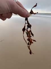 Fucus vesiculosus