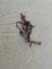 Fucus vesiculosus