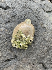 Semibalanus cariosus