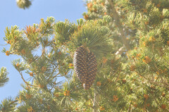 Pinus lambertiana