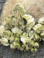 Semibalanus cariosus