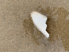Cyrtopleura costata