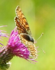 Melitaea phoebe