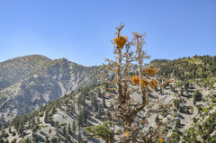 Phoradendron pauciflorum