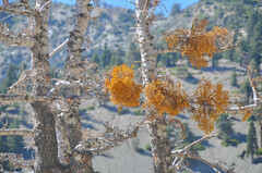 Phoradendron pauciflorum