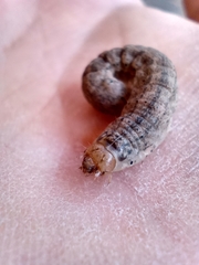 Noctuidae