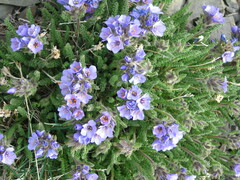 Polemonium viscosum