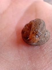 Noctuidae