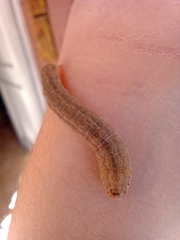 Noctuidae