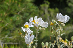 Argemone munita