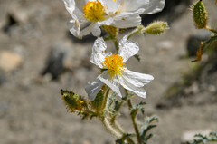 Argemone munita