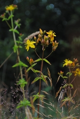 Hypericum undulatum