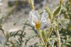 Argemone munita