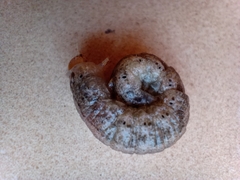 Noctuidae