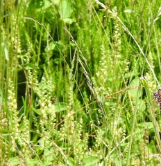 Teucrium scorodonia