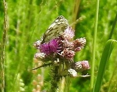Melanargia galathea