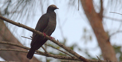 Patagioenas leucocephala