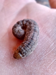 Noctuidae