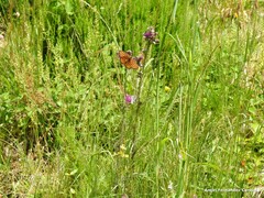 Melanargia galathea