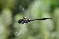Rhionaeschna jalapensis