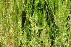 Teucrium scorodonia