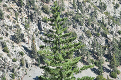 Pinus lambertiana