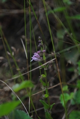 Scutellaria minor