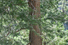 Calocedrus decurrens