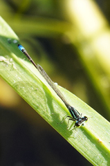 Ischnura capreolus