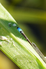 Ischnura capreolus