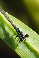Ischnura capreolus