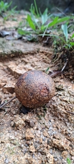 Pisolithus