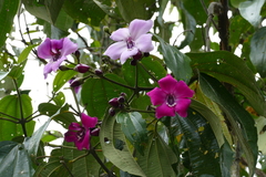 Meriania nobilis