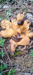 Pisolithus