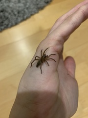Gnaphosidae