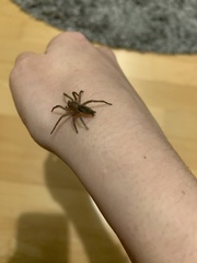 Gnaphosidae