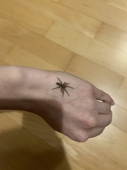 Gnaphosidae