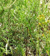 Genista pilosa
