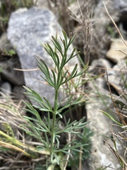 Seseli montanum