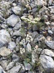 Seseli montanum