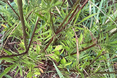 Sixalix atropurpurea