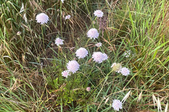 Sixalix atropurpurea