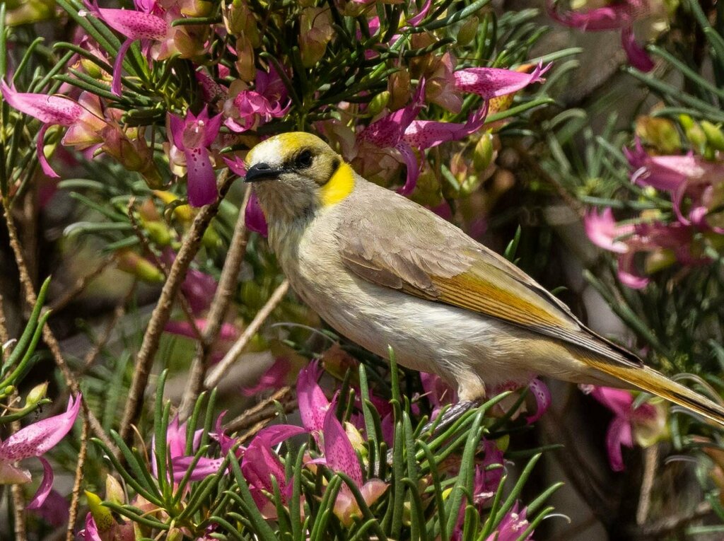 Gray-fronted Honeyeater photo