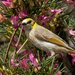Grey-fronted Honeyeater - Photo (c) Paul Whitington, some rights reserved (CC BY-NC), uploaded by Paul Whitington