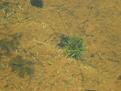 Eriocaulon neocaledonicum