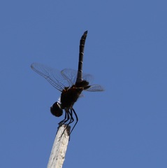 Macrodiplax balteata